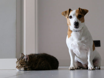 Beyond the Toy Box: How to Create a Texture Menu for Your Dog or Cat