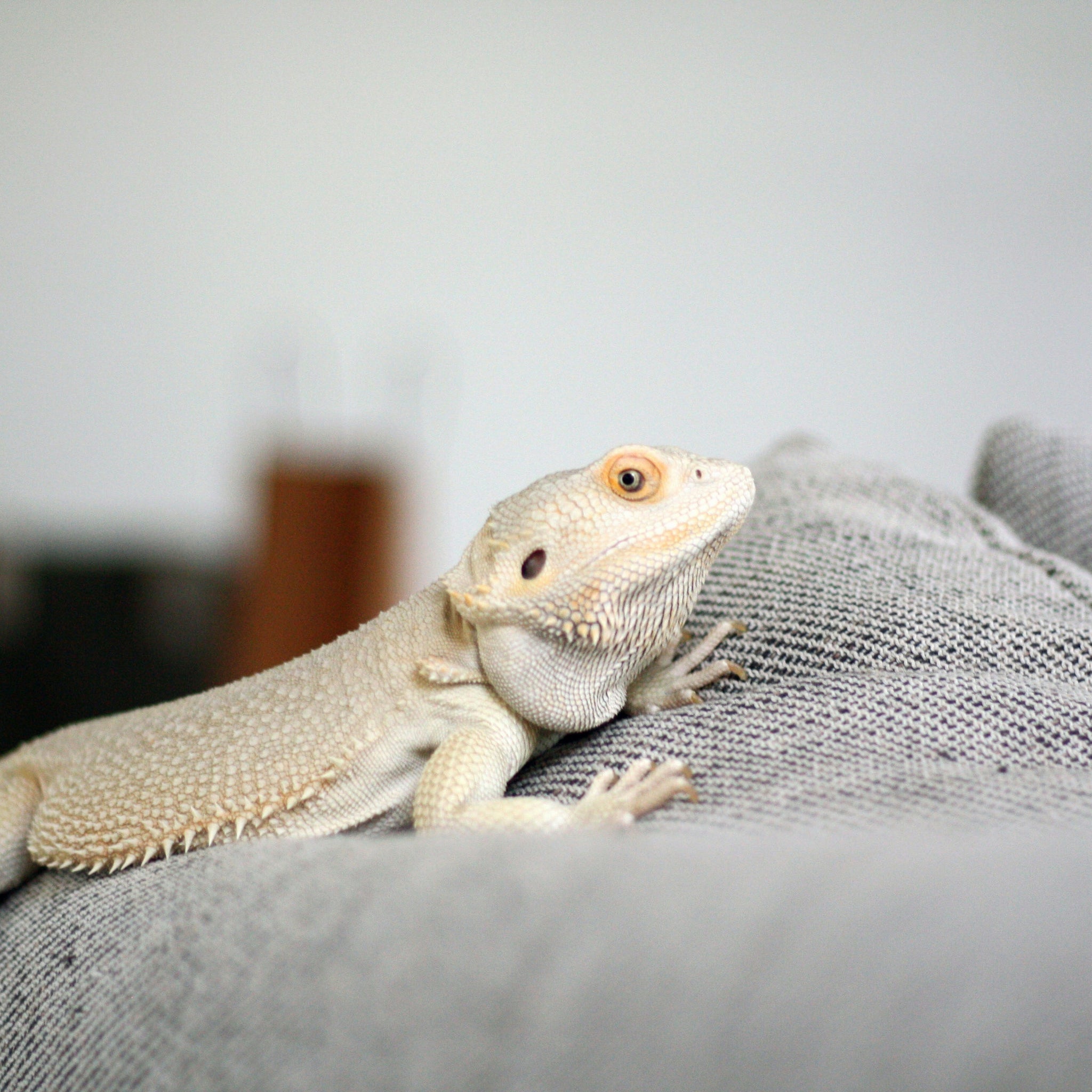 Understanding Reptile Enrichment: More Than Heat and Habitat