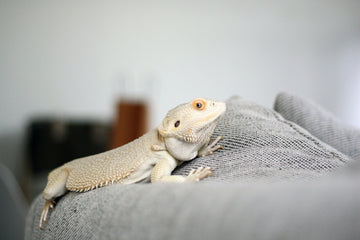 Understanding Reptile Enrichment: More Than Heat and Habitat