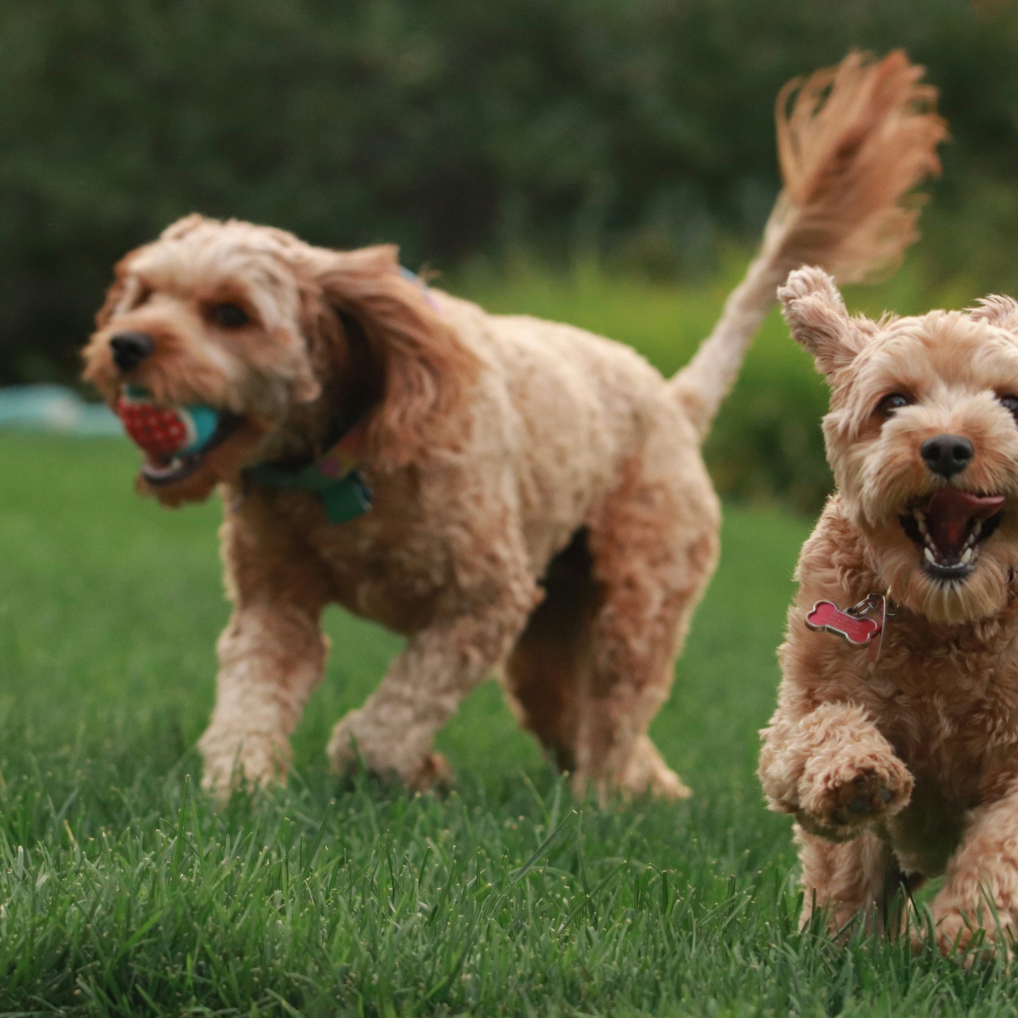 Dog-Play-Personalities-How-to-Choose-the-Right-Toy-for-Your-Dog Every Tail
