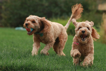 Dog-Play-Personalities-How-to-Choose-the-Right-Toy-for-Your-Dog Every Tail
