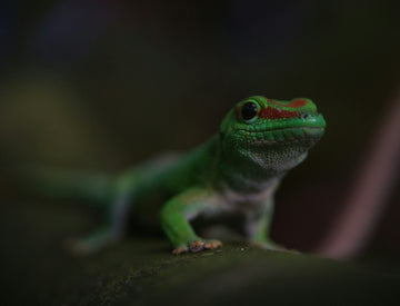 5 Signs Your Reptile Is a Rover
