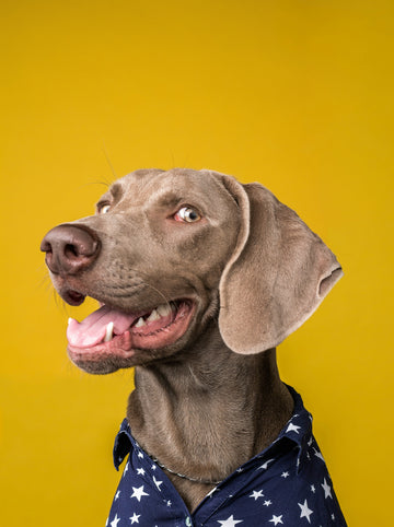 5 Signs Your Dog is a Wild Card