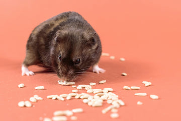 5 Signs Your Small Furry Is a Tracker