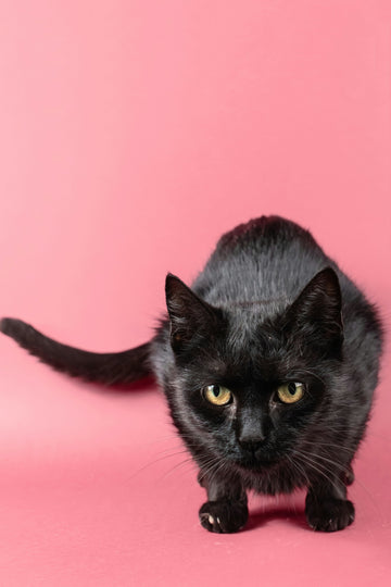 Treat Trails: A Simple Enrichment Game Every Food-Motivated Cat Will Love