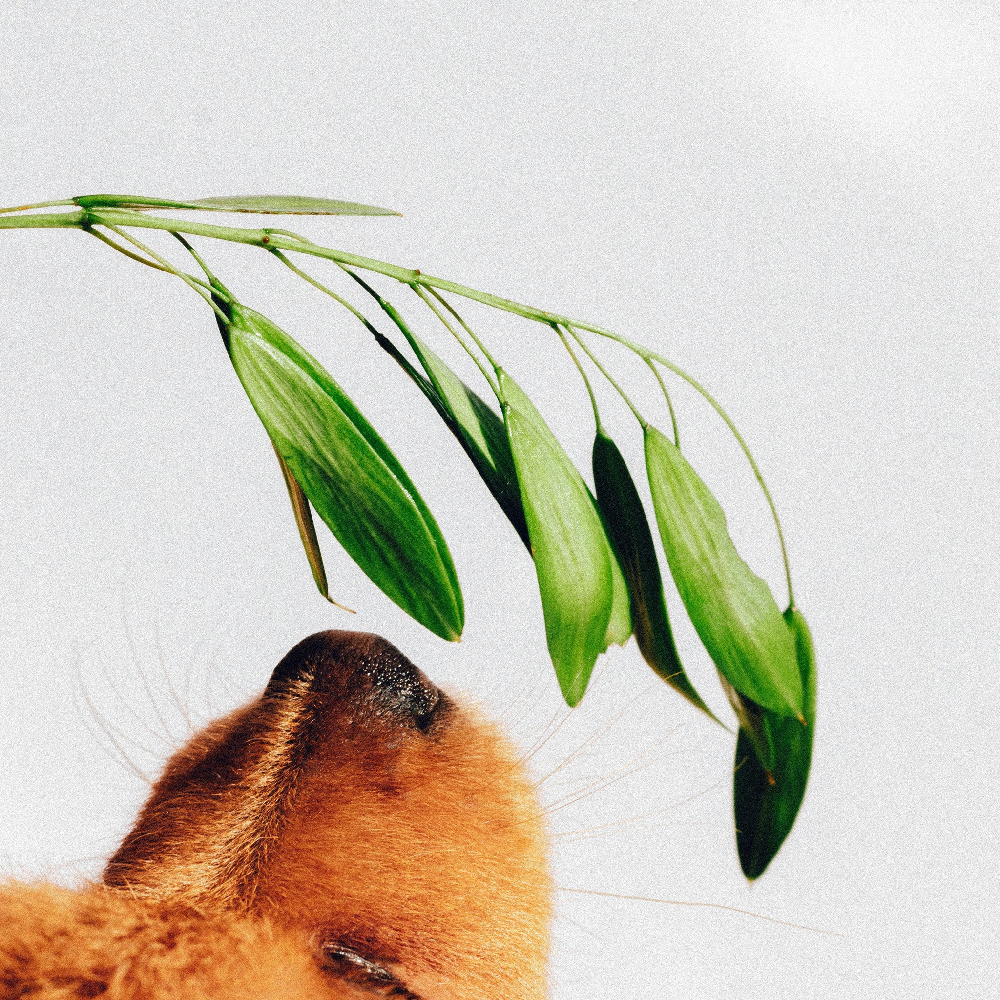Why Your Pet’s Play Personality Matters More Than You Think