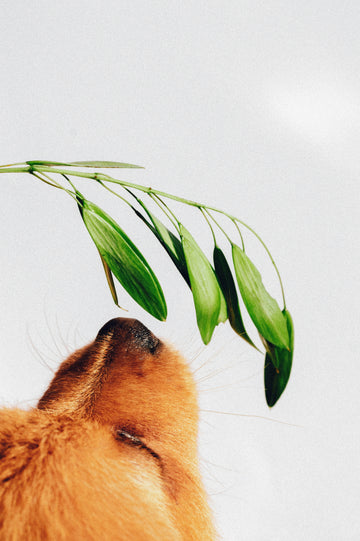 Why Your Pet’s Play Personality Matters More Than You Think