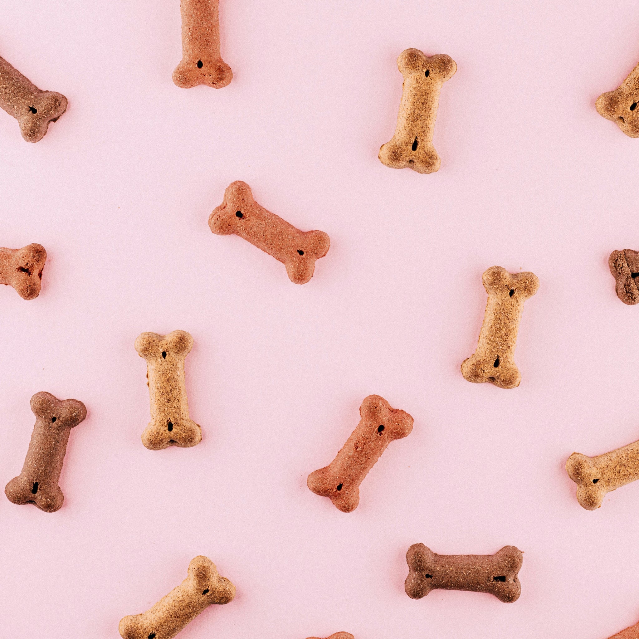 How to Rotate Your Pet’s Toys (and Keep Play Fresh for Longer)