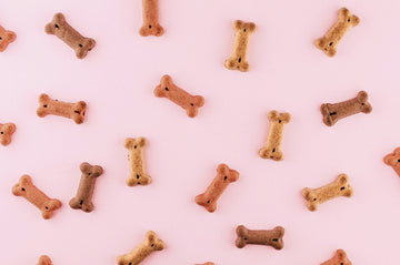 How to Rotate Your Pet’s Toys (and Keep Play Fresh for Longer)