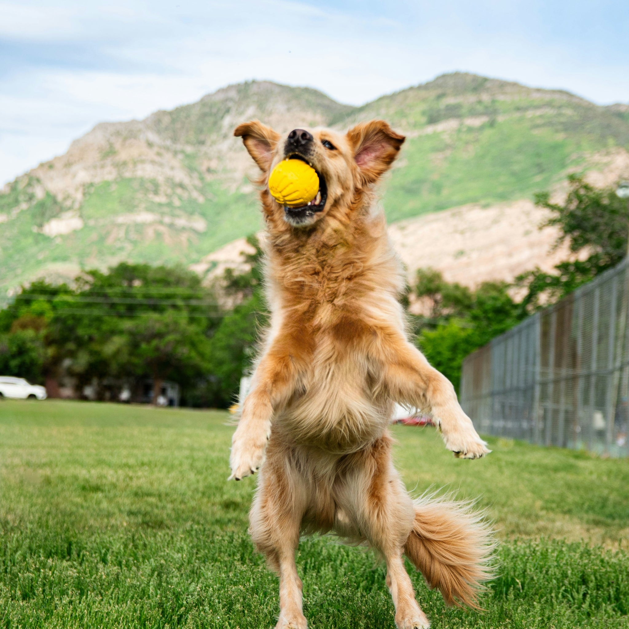 5 Signs Your Dog Is an Olympian