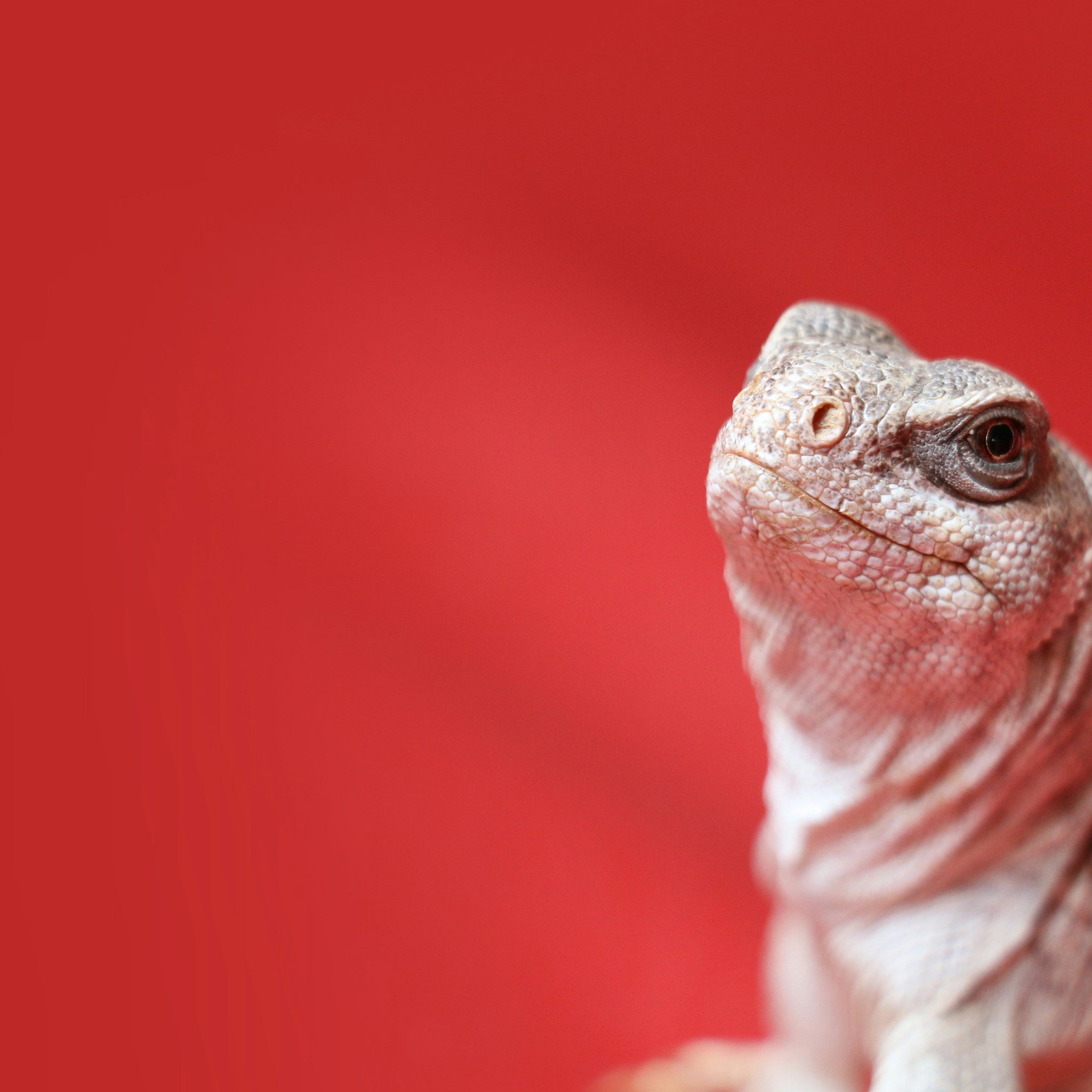 Why We’re Taking Our Time with Reptile Enrichment