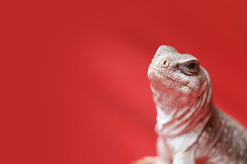 Why We’re Taking Our Time with Reptile Enrichment
