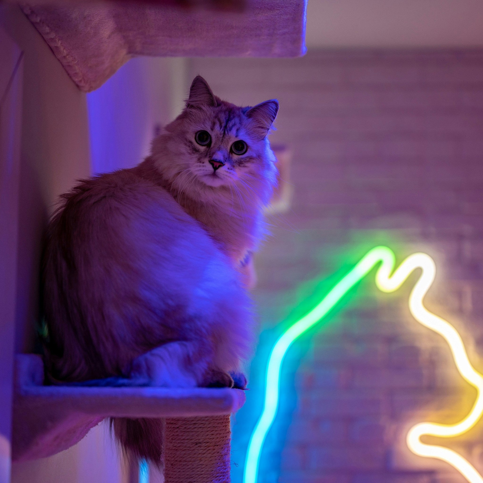 7-Easy-Cat-Enrichment-Ideas-for-Indoor-Cats Every Tail