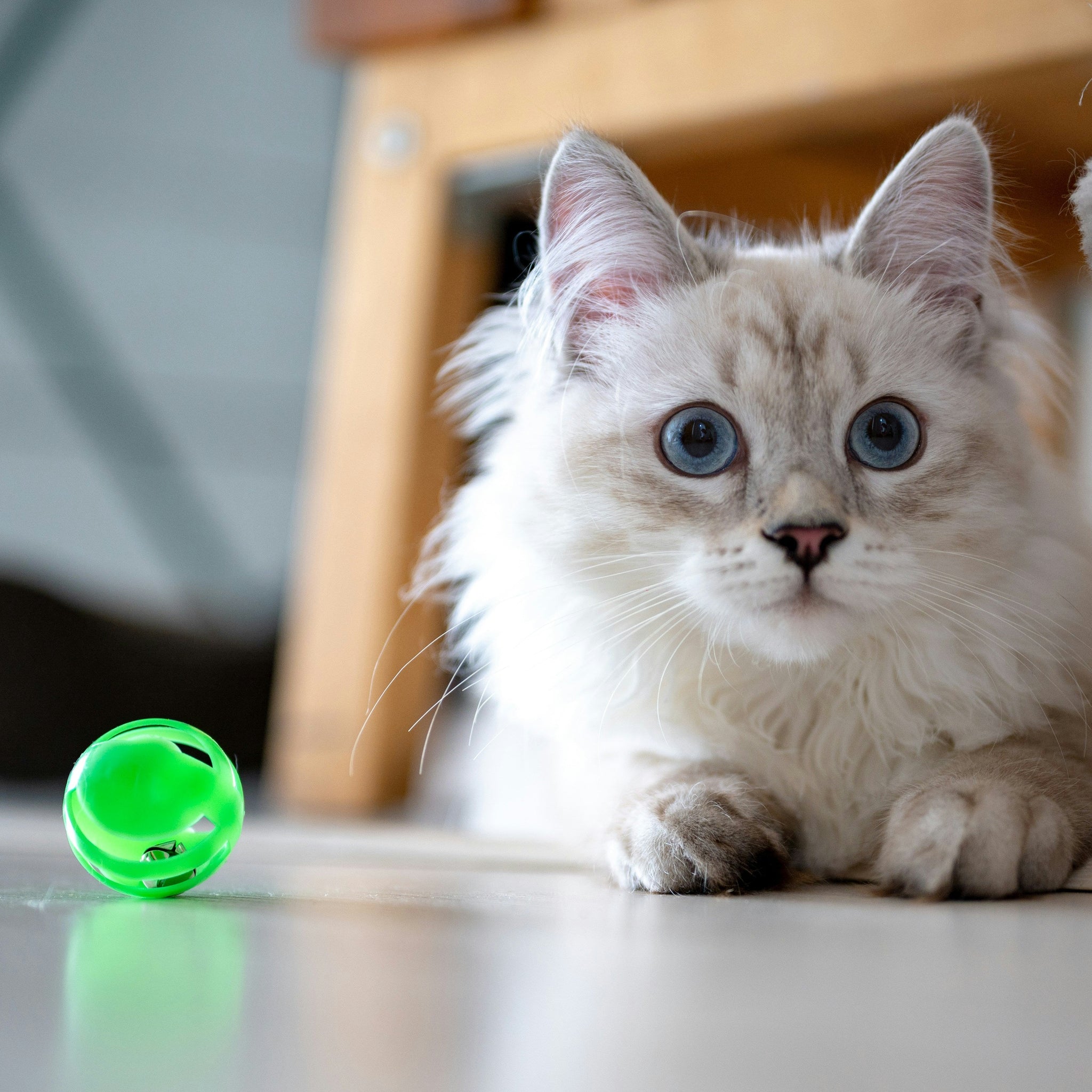 Why Are Cat Toys in the UK So Generic?  (And How China Is Changing This)