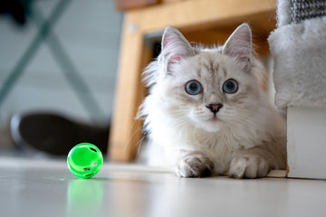 Why Are Cat Toys in the UK So Generic?  (And How China Is Changing This)