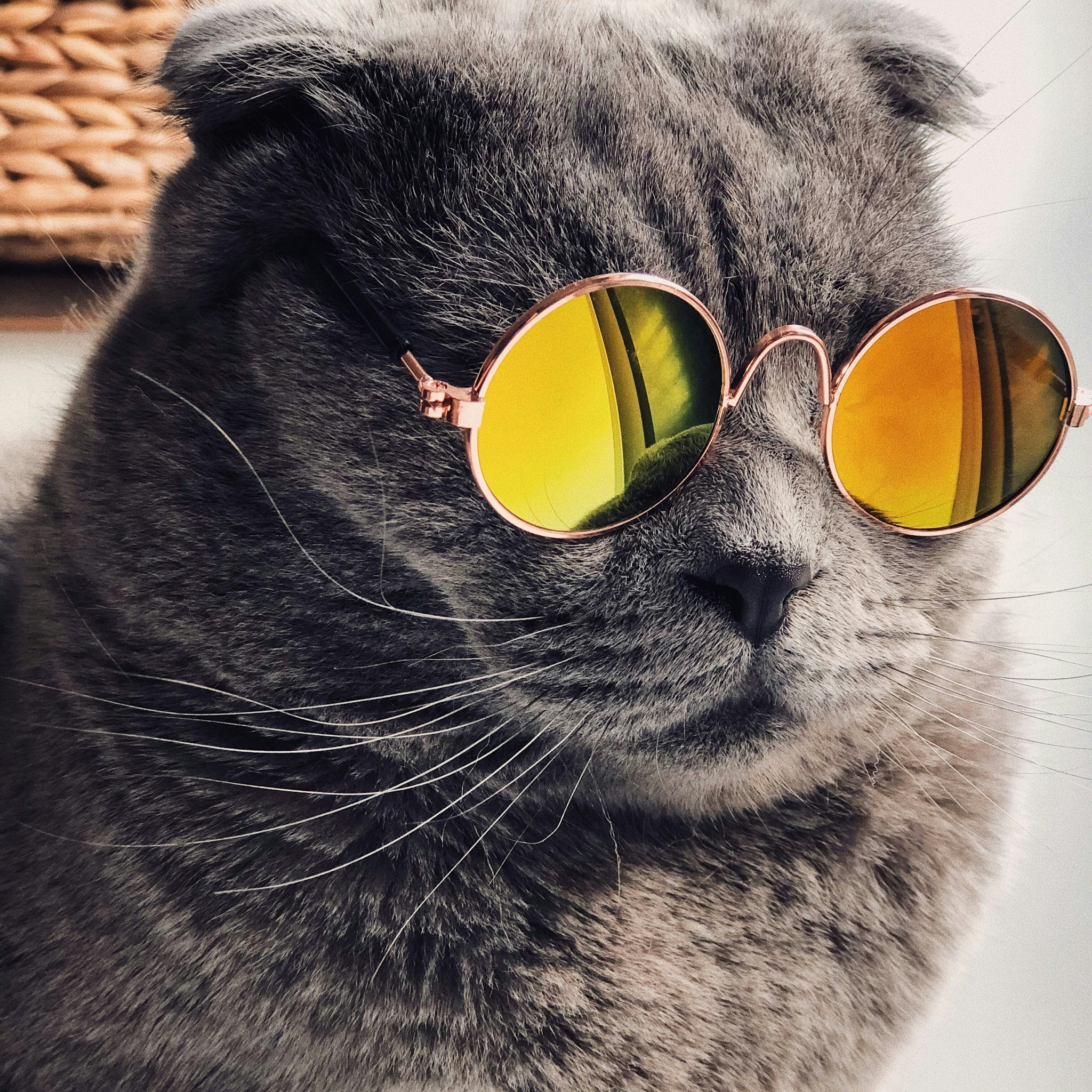 Why-Cats-Love-Lizard-Toys-And-Our-Top-Picks Every Tail