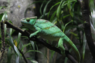 Do Reptiles Play? Why Our Scaled Companions Deserve More