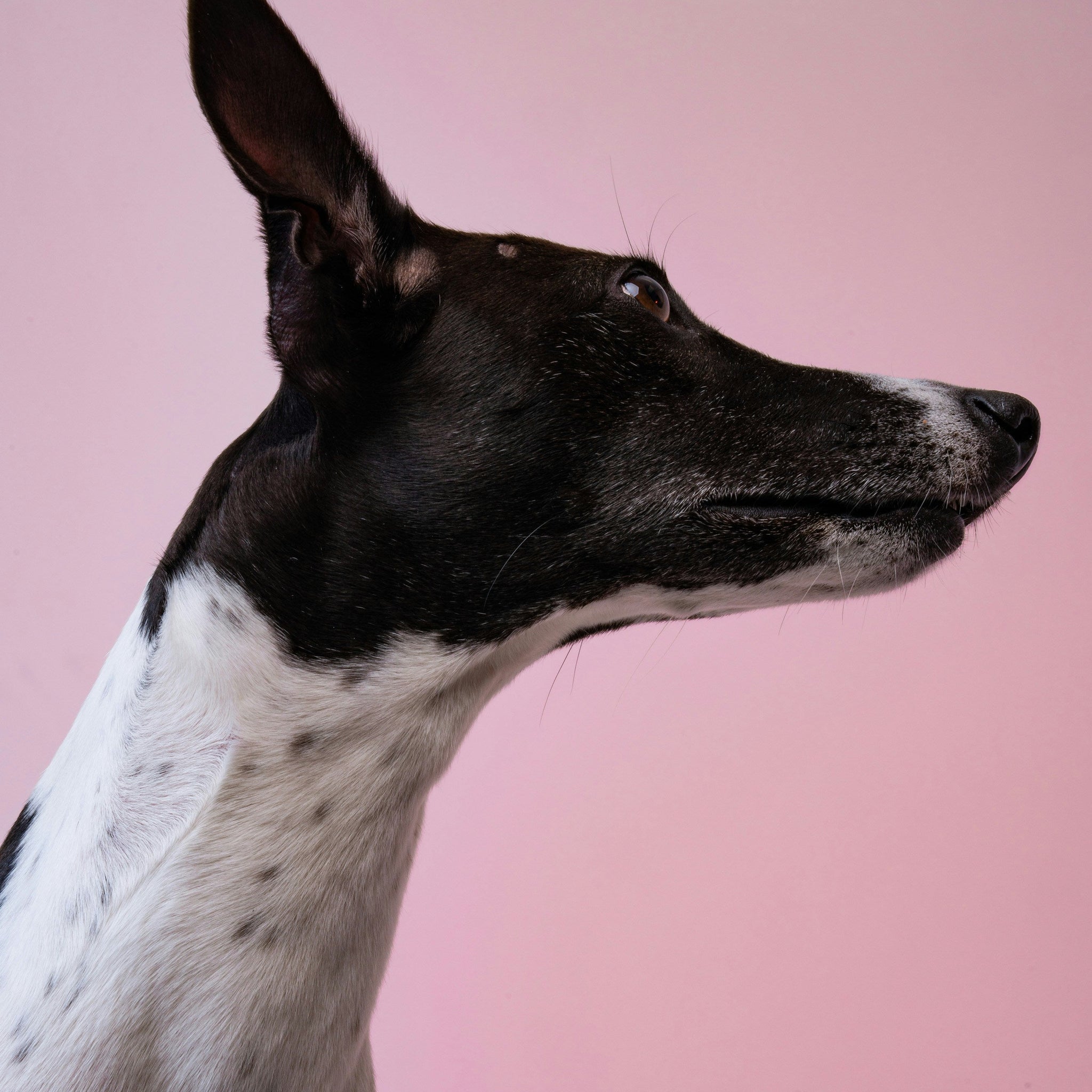The 4 Play Personalities: How to Spot Your Dog’s Play Style