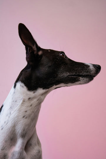 The 4 Play Personalities: How to Spot Your Dog’s Play Style