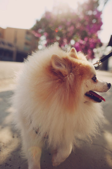 What About Extra Small Dogs?  Why Right-Size Enrichment Matters for Toy Breeds