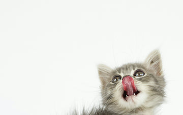 Could we think a little bigger about cat toys?
