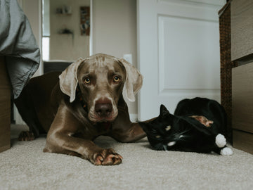 Beyond the Toy Box: How to Create a Texture Menu for Your Dog or Cat