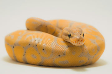 Why Hiding Is Still Enrichment: What Your Scale Baby Is Really Doing Out of Sight