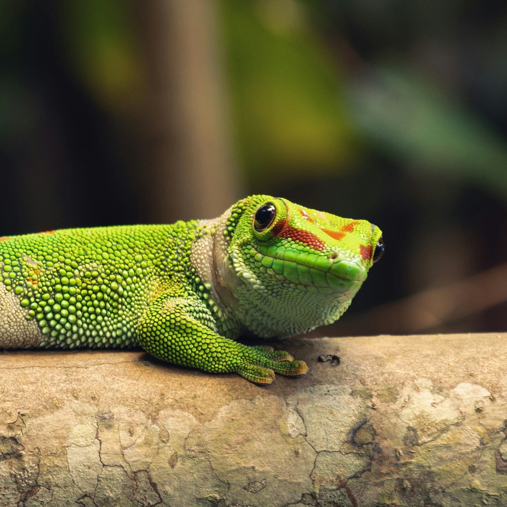 The 4 Play Personalities: How to Spot Your Reptile’s Play Style