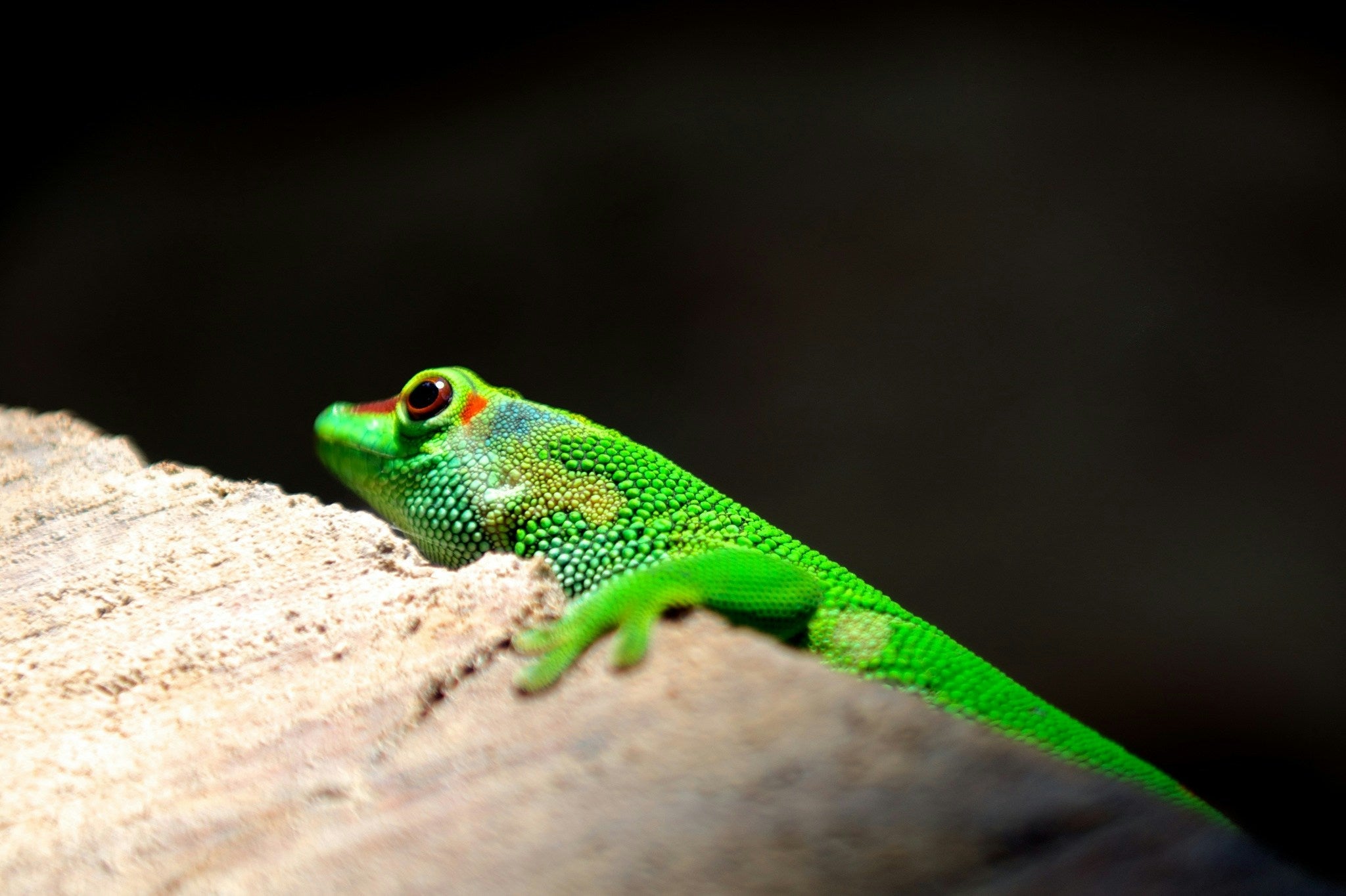 The Thinking Animal: How Mental Enrichment Helps Reptiles Thrive in Quiet Ways