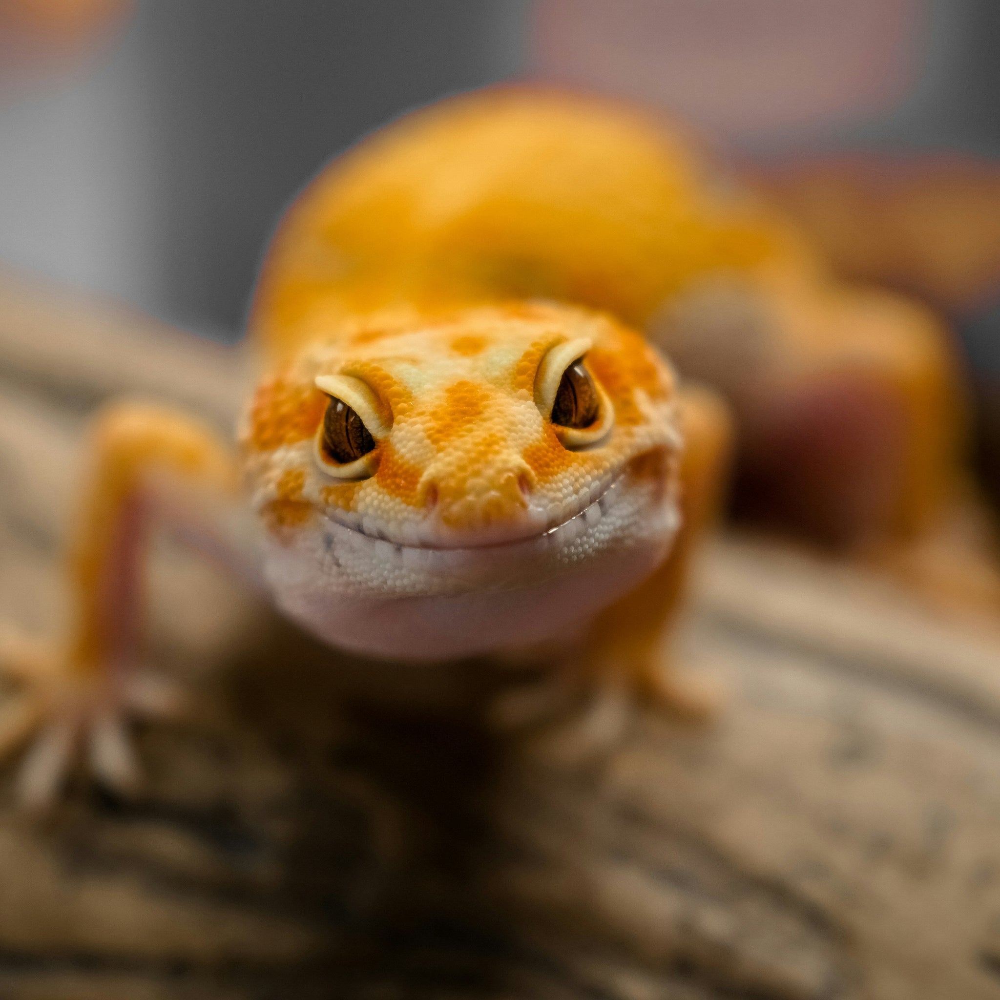 The-Search-for-Reptile-Enrichment Every Tail
