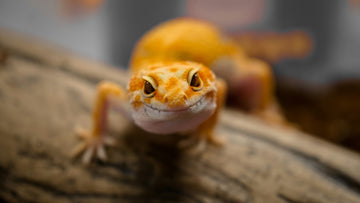 The-Search-for-Reptile-Enrichment Every Tail