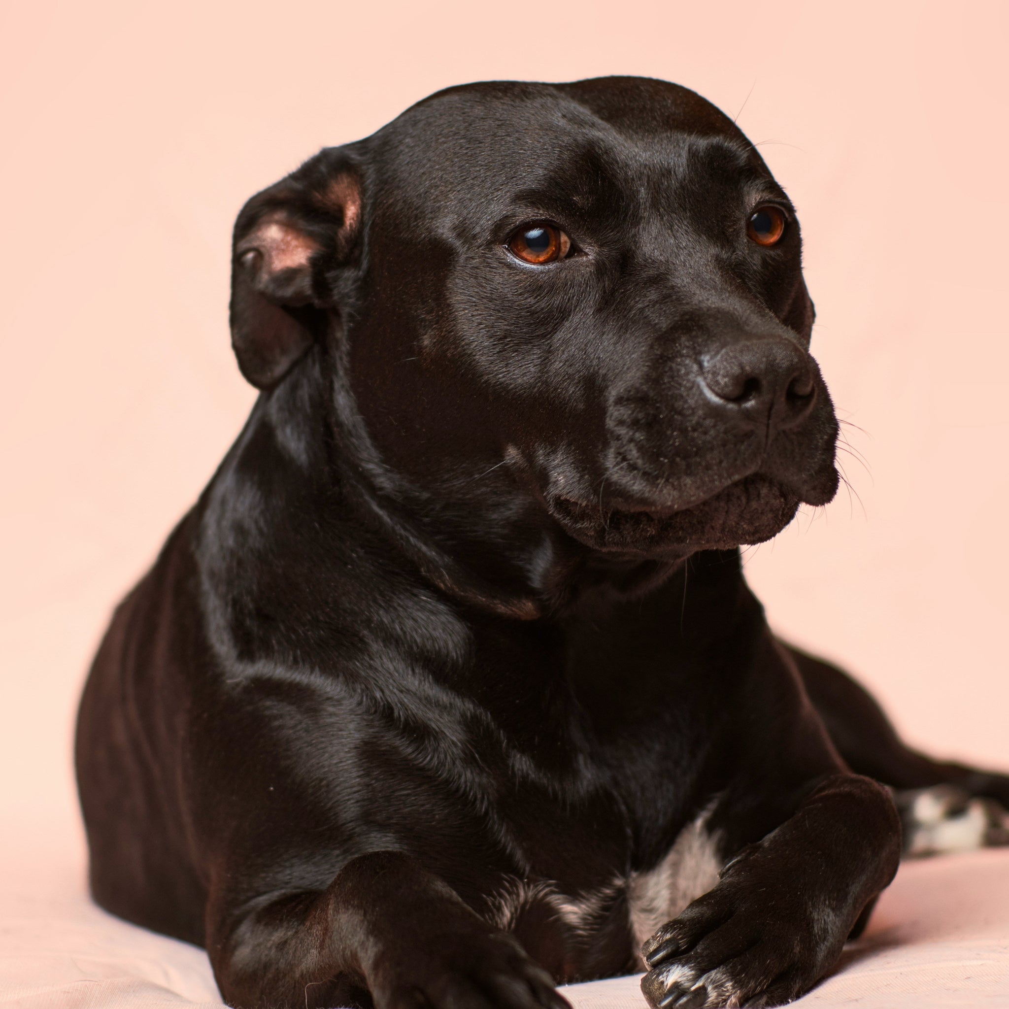 7 Easy Enrichment Ideas Your Doggo Will Love