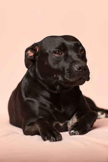 7 Easy Enrichment Ideas Your Doggo Will Love