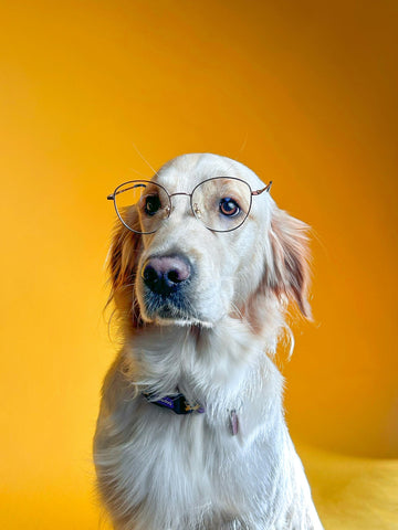 5 Signs Your Dog is a Mastermind