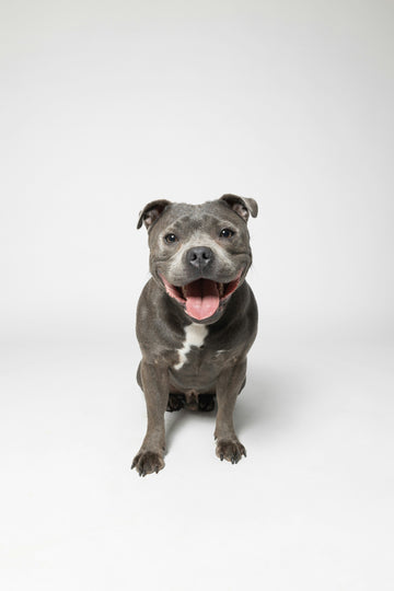Is Any Dog Toy Truly Indestructible? The Honest Answer Every Dog Parent Should Know