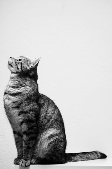 The Acrobat