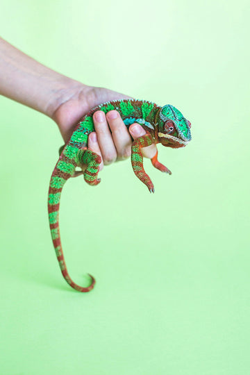 Reptile