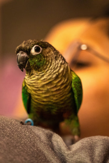 Bird