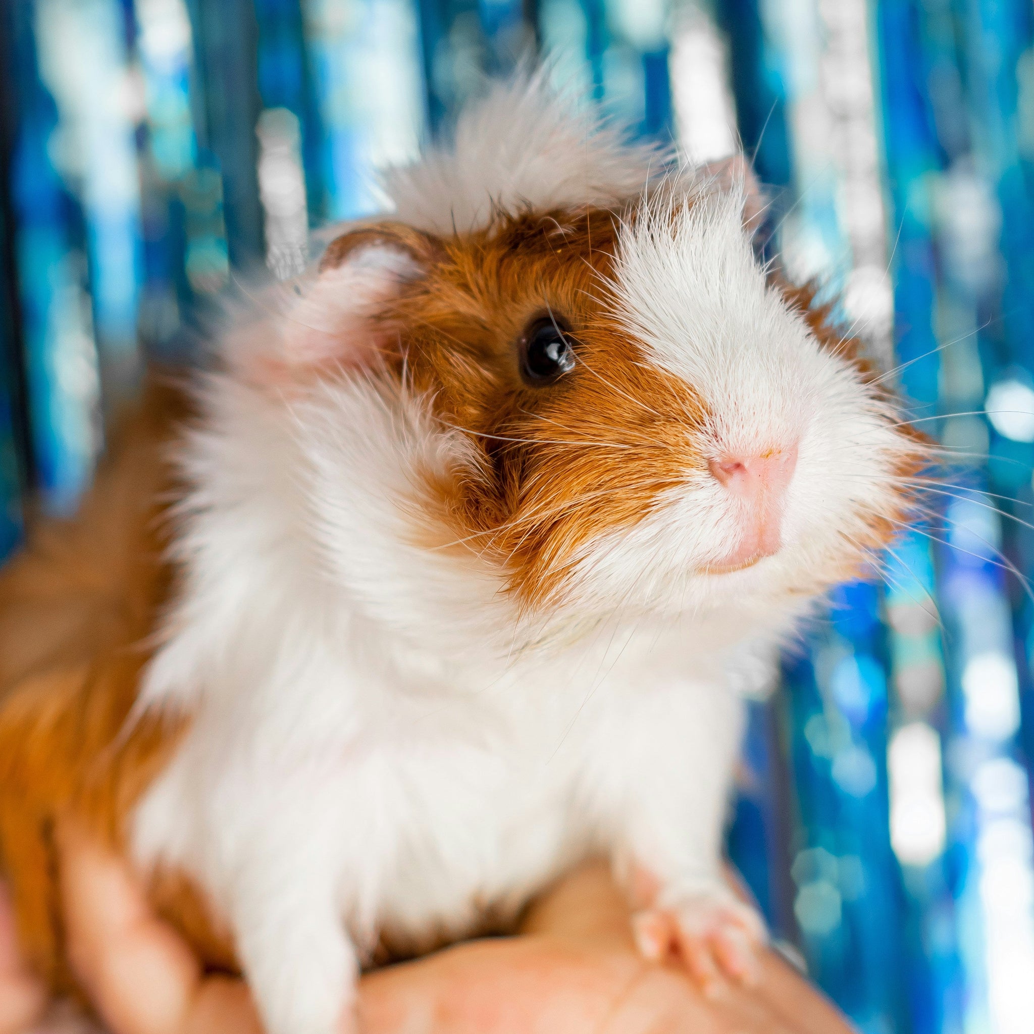 Small Pets