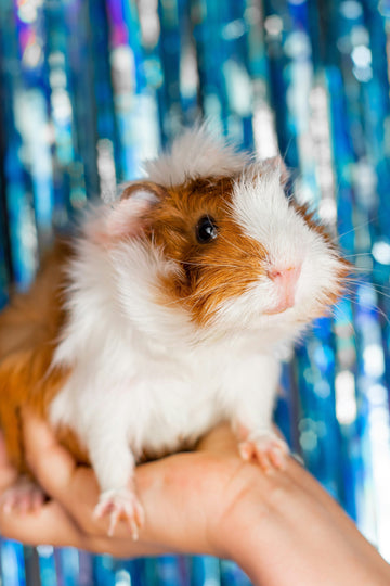 Small Pets