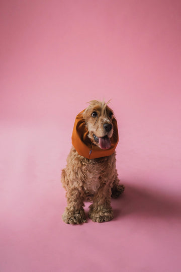 Lou & Co | Waterproof Dog Snood