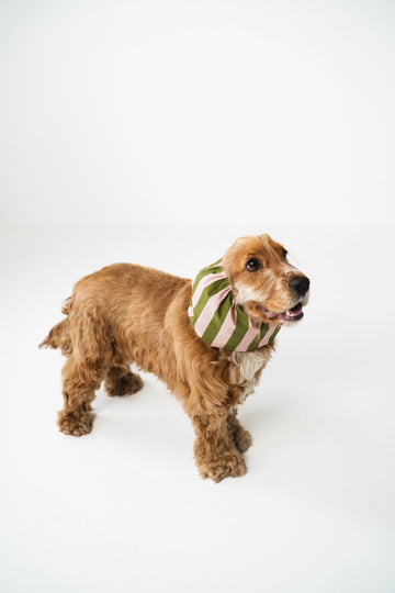 Lou and Co. | Green & Pink Striped Dog Snood