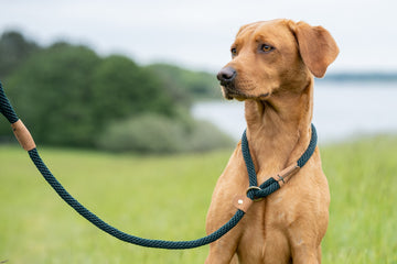 Ruff & Tumble | Thick Dog Slip Lead