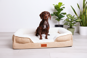 Snug n Woof | The Belgravia Orthopaedic Dog Sofa Bed™
