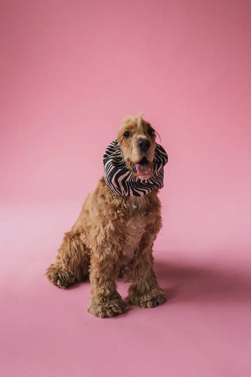 Lou & Co |  Zebra Dog Snood