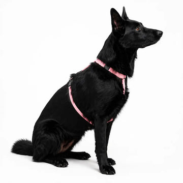 Hugo & Ted | Padded Waterproof Step-In Dog Harness - Made to Order